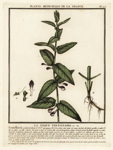 Gewöhnlicher Helmkraut, Scuttelaria galericulata