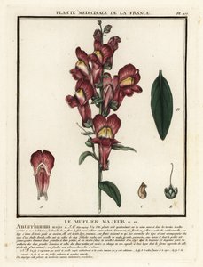 Löwenmaul, Antirrhinum majus