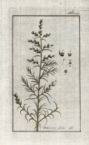 Gewöhnliche Soda (Salsola soda). Lithographie aus „Afbeelding der Artseny-Gewassen“ von Johannes Zorn (1739-1799), Niederlande von Unbekannter Künstler