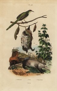 Gewöhnlicher Schneider, Orthotomus sutorius mit Nest, Brennnessel, Urtica dioica und Erdferkel, Orycteropus afer
