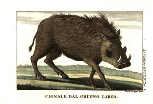 Gewöhnliches Warzenschwein, Phacochoerus africanus. Von Francois Le Vaillant von Unbekannter Künstler