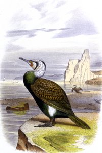 Kormoran, um 1850 von Unbekannter Künstler