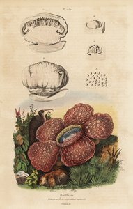 Leichenblume oder Rafflesia, Rafflesia arnoldii