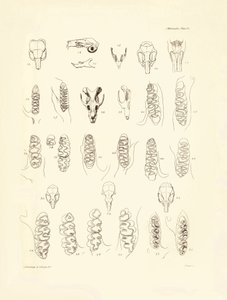 Kräne und Zähne verschiedener Nagetiere, beschrieben von Charles Darwin während seiner Erkundungsreise an Bord der Beagle. Tafel aus „The Zoology of the voyage of H.M.S. Beagle under the command of Captain Fitzroy during the years 1832 to 1836“ von Unbekannter Künstler