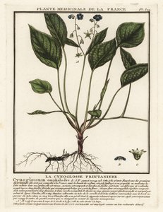 Kriechender Nabelwurz, Omphalodes verna