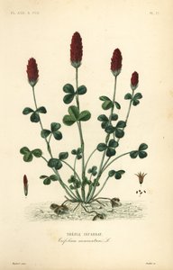 Inkarnatklee, Trifolium incarnatum von Unbekannt