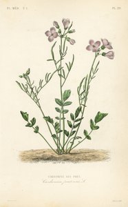 Wiesenschaumkraut, Cardamine pratensis von Unbekannt