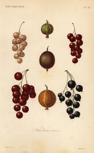 Johannisbeeren und Beeren, fruits en baies