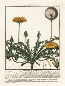 Löwenzahn, Taraxacum campylodes von Unbekannter Künstler