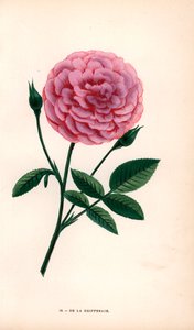 De la Grifferaie Rose, Hybride der Rosa multiflora, erschien um 1846. Chromolithographie nach der Natur gezeichnet und lithographiert von F. Grobon aus Hippolyte Jamain und Eugene Forney
