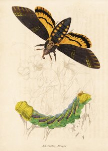 Totenkopfschwärmer, Acherontia atropos. Handkolorierter Stahlstich aus Georg Friedrich Treitschkes Naturhistorischer Bildersaal des Thierreiches, Leipzig-1842.