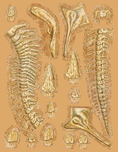 Dinosaurierknochen auf farbigem Hintergrund, Nahaufnahme