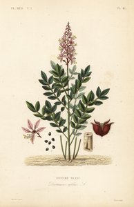 Diptam, Dictamnus albus von Unbekannt