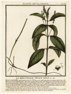 Wald-Bingelkraut, Mercurialis perennis