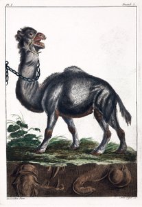 Dromedar
