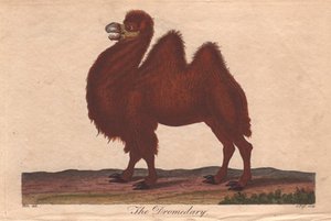 Dromedar Camelus dromedarius