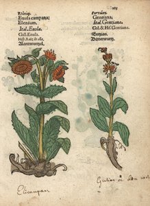Alant, Inula helenium, und Enzianspezies. Handkolorierter Holzschnitt einer botanischen Illustration aus Adam Lonicers Kräuterbuch, Frankfurt