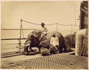 Elefant auf dem Deck eines Schiffes, Penang, Malaya