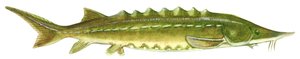 Schwarzer Stör - Atlantischer Stör (Acipenser oxyrinchus) von Unbekannter Künstler
