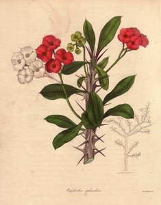 Euphorbia milii, auch Dornenkrone oder Christusdorn genannt