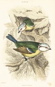 Blaumeise, Cyanistes caeruleus. 1889 (Gravur) von Unbekannter Künstler