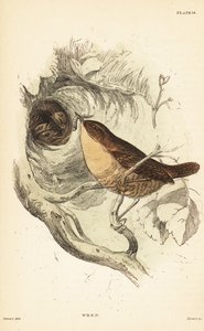 Eurasischer Zaunkönig, Troglodytes troglodytes. 1889 (Gravur)