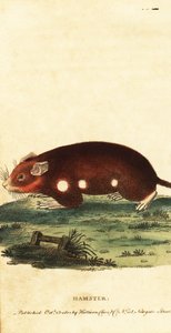 Europäischer Hamster, Cricetus cricetus. Kritisch gefährdet, 1800 (Gravur)