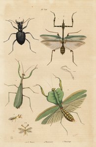 Europäische Gottesanbeterin, Mantis religiosa 1, Blattmantis, Choeradodis rhomboidea 2, Tigerkäfer, Manticora latipennis 3, Mantidfliege, Mantispa styriaca 4 von Unbekannt