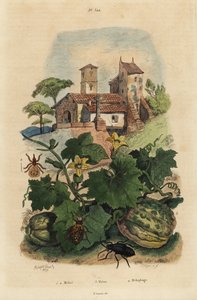 Europäischer Ölkäfer, Meloe proscarabaeus 1,2, Melone von Honfleur, Cucumis melo 3, und Schaflaus, Melophagus ovinus 4 von Unbekannt