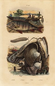 Flussbarsch, Perca fluviatilis 1, Samtbandwurm, Peripatus iuliformis 2, Florfliege, Perla marginata 3, und Perlmuschel, Isognomon isognomum 4
