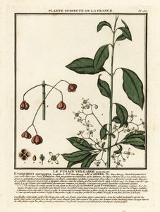 Pfaffenhütchen, Euonymus europaeus