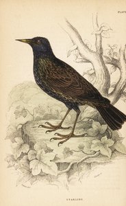 Star, Sturnus vulgaris von Unbekannter Künstler