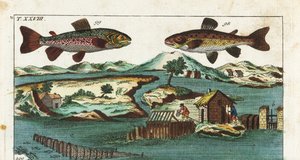 Europäische Forelle - Fischfangtechnik mit künstlichen Stromschnellen - Meerforelle, Salmo trutta trutta 98, Saibling, Salvelinus alpinus alpinus 99 und Fangmethoden mit künstlichen Stromschnellen in einem Fluss, um Lachs in Grills und Netzen zu fangen. Ha von Unbekannter Künstler