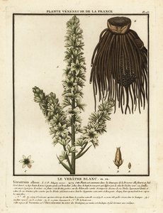 Europäische Weiße Nieswurz, Veratrum album
