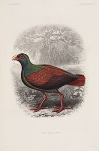 Exotischer Vogel von Unbekannt