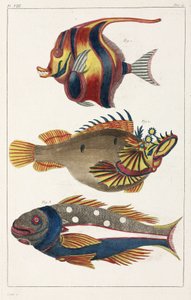 Exotische Fische von den Molukken