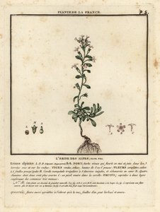 Alpen-Leinkraut, Erinus alpinus von Unbekannter Künstler