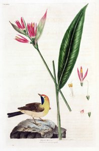 Falsche Paradiesvogelblume und Bachstelze von Unbekannt