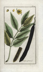 Goldregen (Cassia fistula). Lithographie aus „Afbeelding der Artseny-Gewassen“ von Johannes Zorn (1739-1799), Niederlande