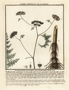 Feinblättriger Wasserfenchel, Oenanthe aquatica von Unbekannter Künstler
