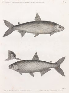 Fisch: Der Characin