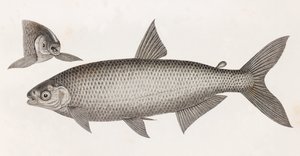 Fische: Le Characin von Unbekannt