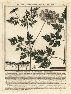 Hundspetersilie, Aethusa cynapium von Unbekannter Künstler