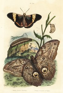 Wald-Riesenaugenfalter, Caligo eurilochus 1 und Brassolis sophorae Schmetterling, Puppe und Raupe 2 von Unbekannt