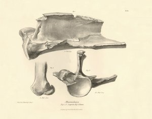 Fossile Knochen (Schulterblatt) des ausgestorbenen prähistorischen Tieres Macrauchenia beschrieben von Charles Darwin während seiner Expedition an Bord der Beagle. Platte aus „The Zoology of the voyage of H.M.S. Beagle under the command of Captain Fitzroy 