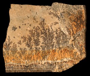 Fossiler Abdruck, recto (Druck)