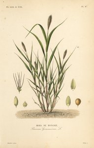 Hirse oder Italienische Hirse, Setaria italica von Unbekannt