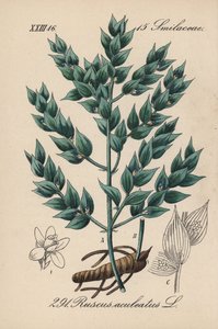 Mäusedorn, Ruscus aculeatus. Handkolorierte Lithographie aus Diederich von Schlechtendals Deutsche Flora (Flora von Deutschland), Jena von Unbekannter Künstler