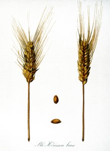 Französische Illustration von Ähren aus dem 19. Jahrhundert