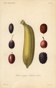 Früchte, Steinfrüchte